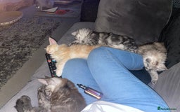 Maine Coon cats for sale: TICA registered Maine coon kittens  - Image 5