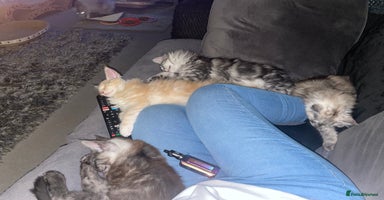 Maine Coon cats - Advert 15