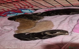 Mixed Breed cats for sale: 5 Bengal x Kittens–Glitter Coats,Beautiful Colours - Image 2