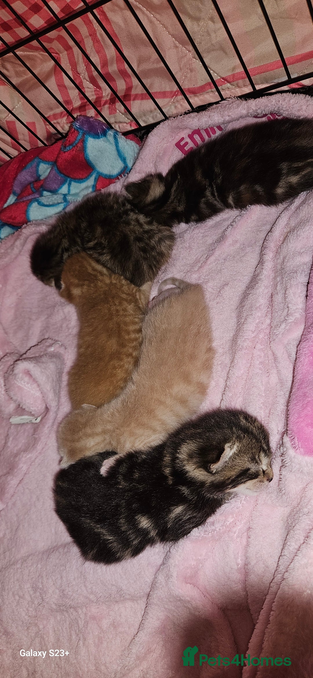 Mixed Breed cats for sale: 5 Bengal x Kittens–Glitter Coats,Beautiful Colours - Image 2