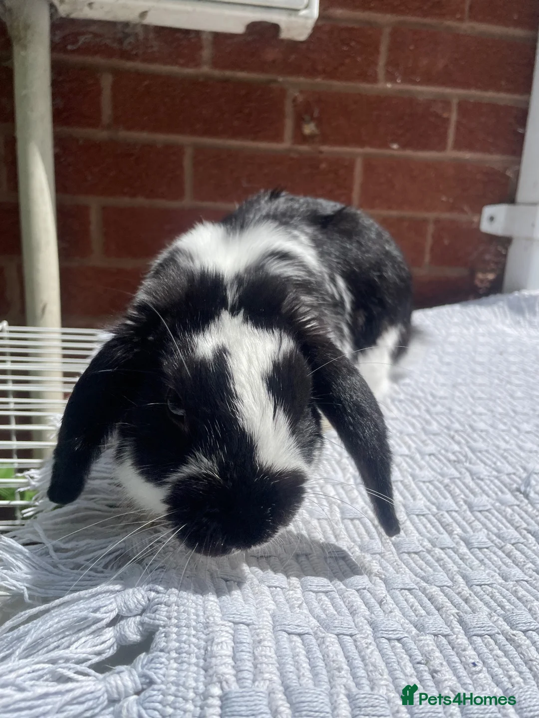 Mini Lop rabbits for sale: Mini lop rabbit - Advert 2