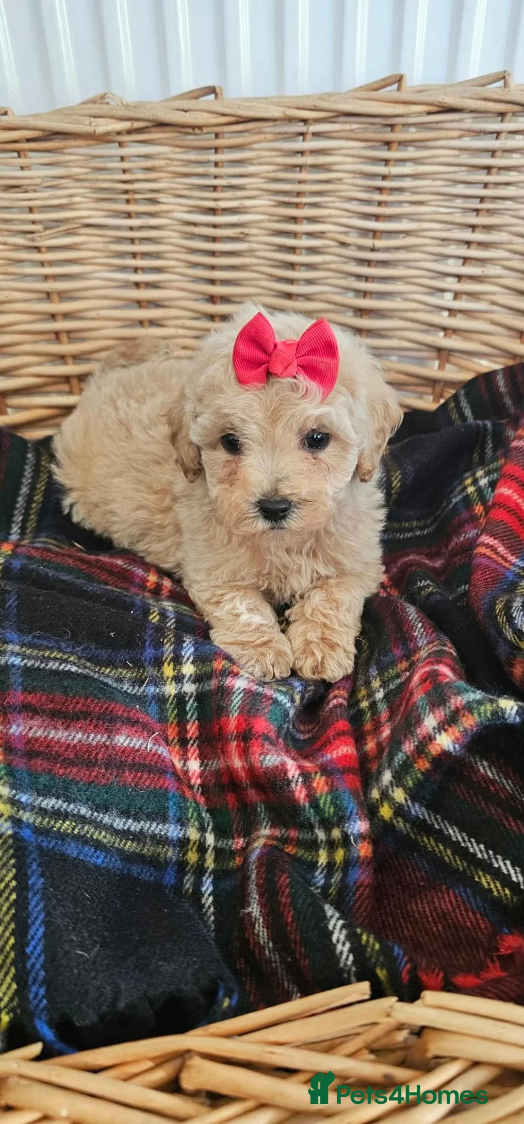 Cavapoo dogs for sale:  Puppies ready now for there new homes  in Tonbridge - Advert 5