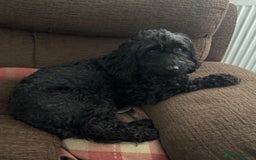 Cockapoo dogs for adoption: Ebony * Miniature Cockapoo * 240795 - Image 2