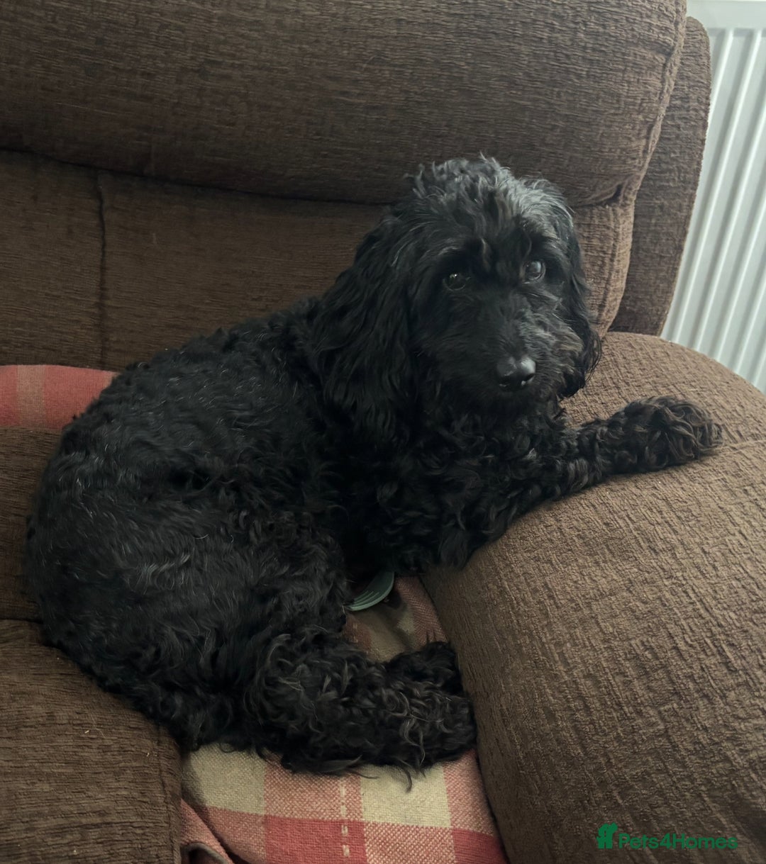Cockapoo dogs for adoption: Ebony * Miniature Cockapoo * 240795 - Image 2