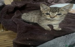 Mixed Breed cats for sale: One baby boy tabby - Image 4