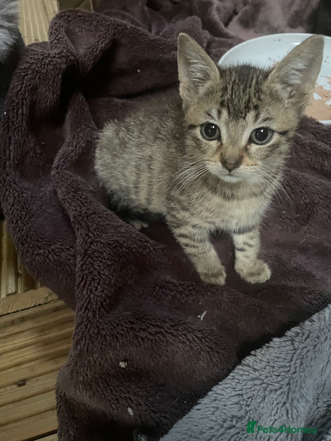 Mixed Breed cats for sale: One baby boy tabby - Image 4