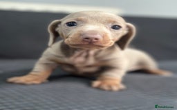 Dachshund dogs for sale: GORGEOUS DACHSHUNDS PUPPIES - Image 18