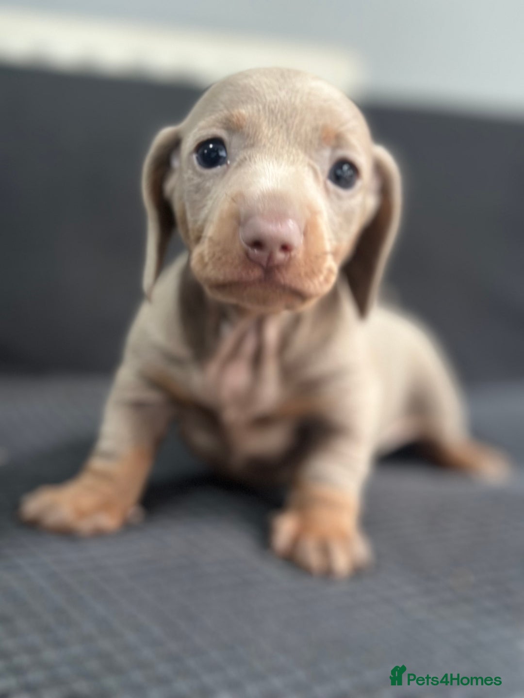Dachshund dogs for sale: GORGEOUS DACHSHUNDS PUPPIES - Image 18