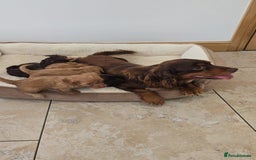 Cockapoo dogs for sale: Stunning Litter of 6 F1 Cockerpoo puppies  - Image 14