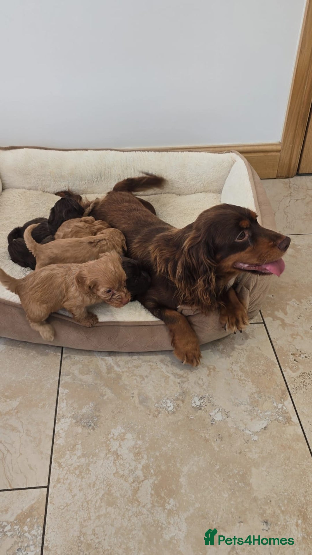 Cockapoo dogs for sale: Stunning Litter of 6 F1 Cockerpoo puppies  - Image 14