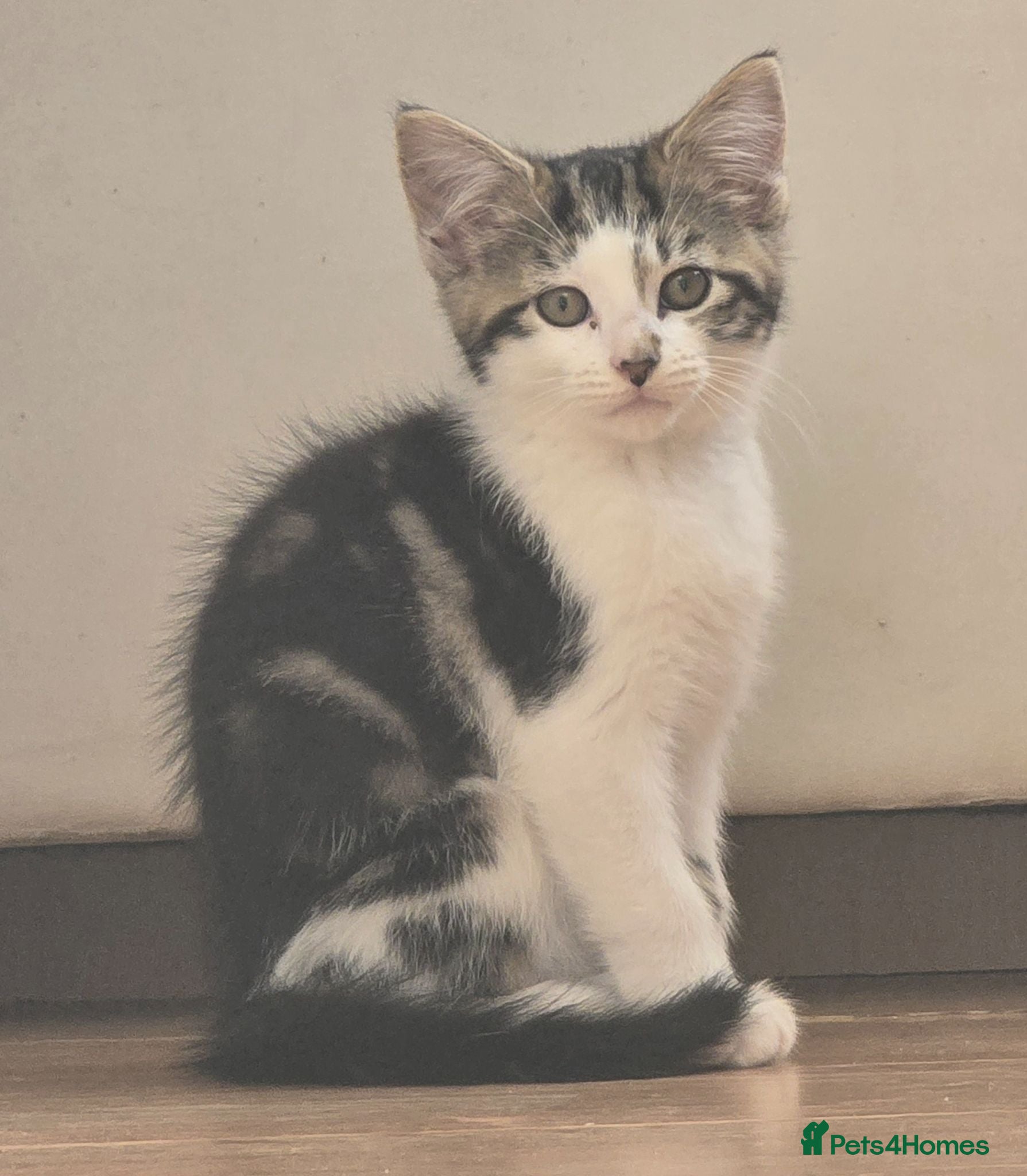 Mixed Breed cats Kittens are 10 weeks old for sale. - Advert 7