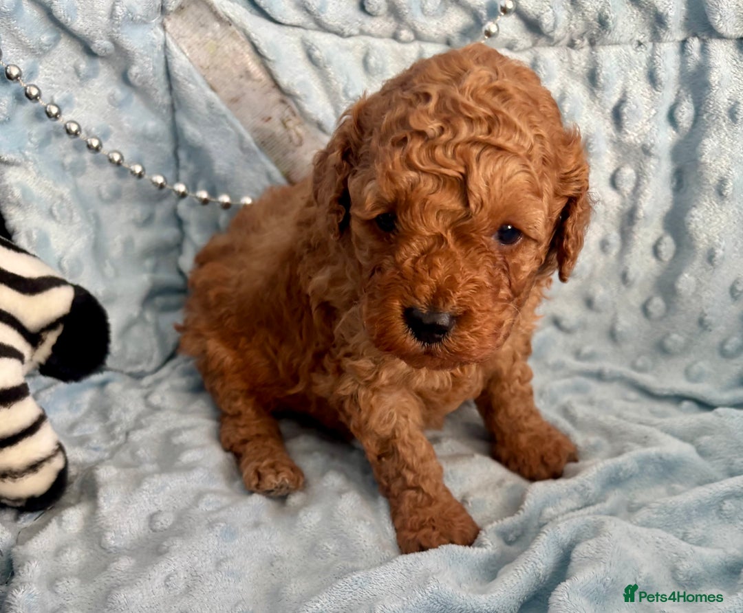 Toy Poodle dogs for sale: KC registered toy poodles - Advert 17