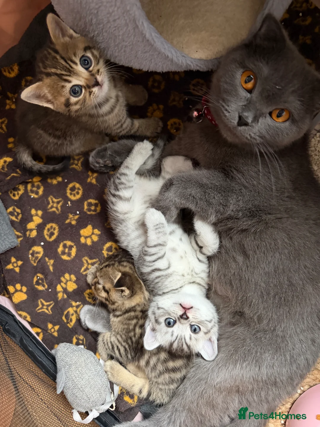 British Shorthair cats for sale: British short hair x Scottish fold kittens - Advert 21