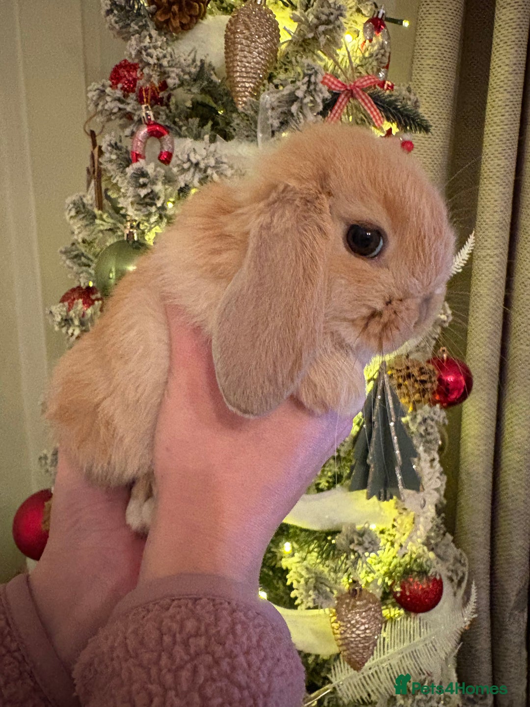 Mini Lop rabbits for sale: 8 week old Mini Lop  - Advert 2