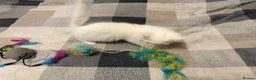 Mixed Breed cats for sale: Adorable White Ragdoll Cross Kittens For Sale - Advert 7