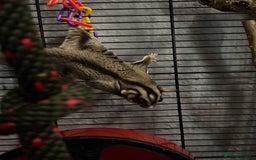 Sugar Glider rodents for sale: Two sugar gliders and full set up - Image 5