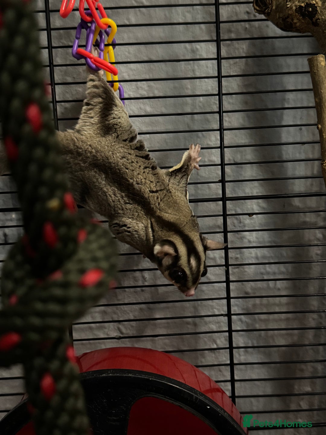 Sugar Glider rodents for sale: Two sugar gliders and full set up - Image 5
