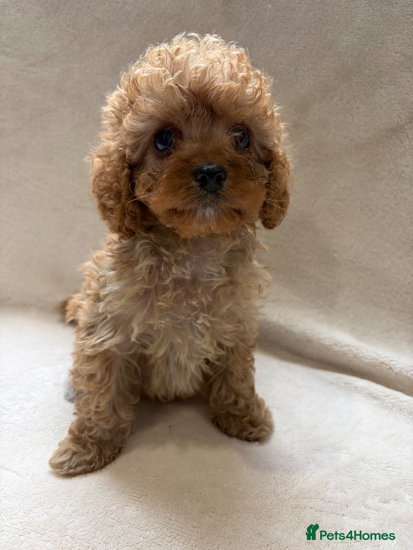 Cavapoo dogs 💕BEAUTIFUL CAVAPOO FEMALES AVAILABLE 💕 - Advert 22