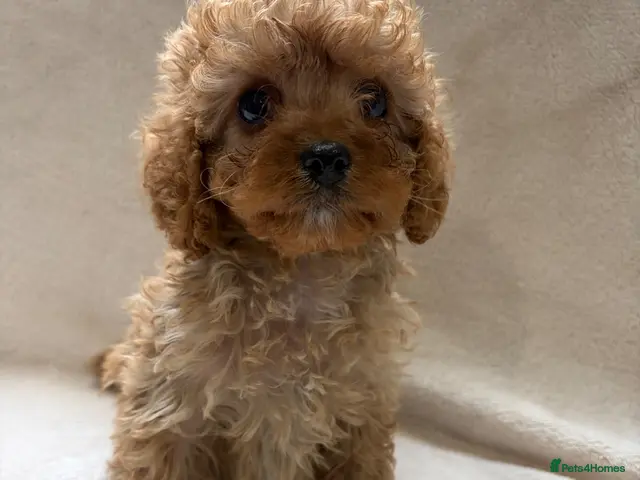 Cavapoo dogs for sale: 💕BEAUTIFUL CAVAPOO FEMALES AVAILABLE 💕 - Advert 1
