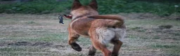 Belgian Shepherd Dog dogs for sale: Kc registered malinois  - Advert 12