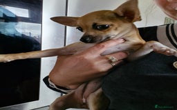 Chihuahua dogs for sale: Girl chihuahua puppie - Image 5