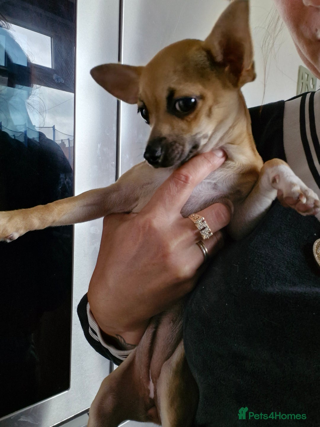 Chihuahua dogs for sale: Girl chihuahua puppie - Image 5