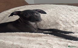 Italian Greyhound dogs for sale: 2 Stunning Italian Greyhound Boys – Ready Now - Image 4