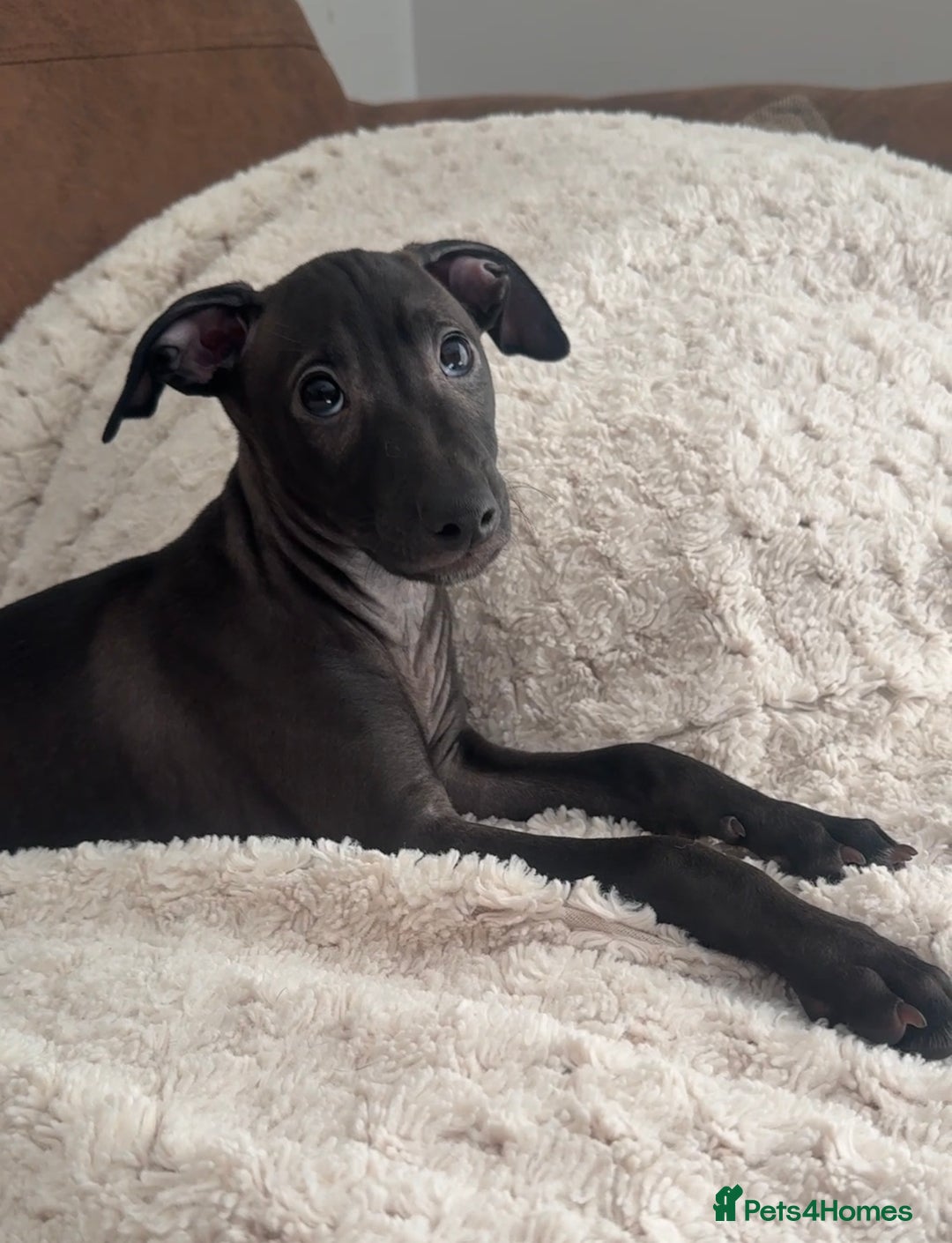 Italian Greyhound dogs for sale: 2 Stunning Italian Greyhound Boys – Ready Now - Image 4
