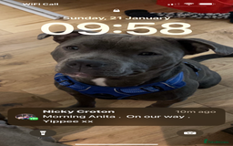 Staffordshire Bull Terrier dogs for sale: Stunning Blue Pure Bred Staffie Puppies - Image 11