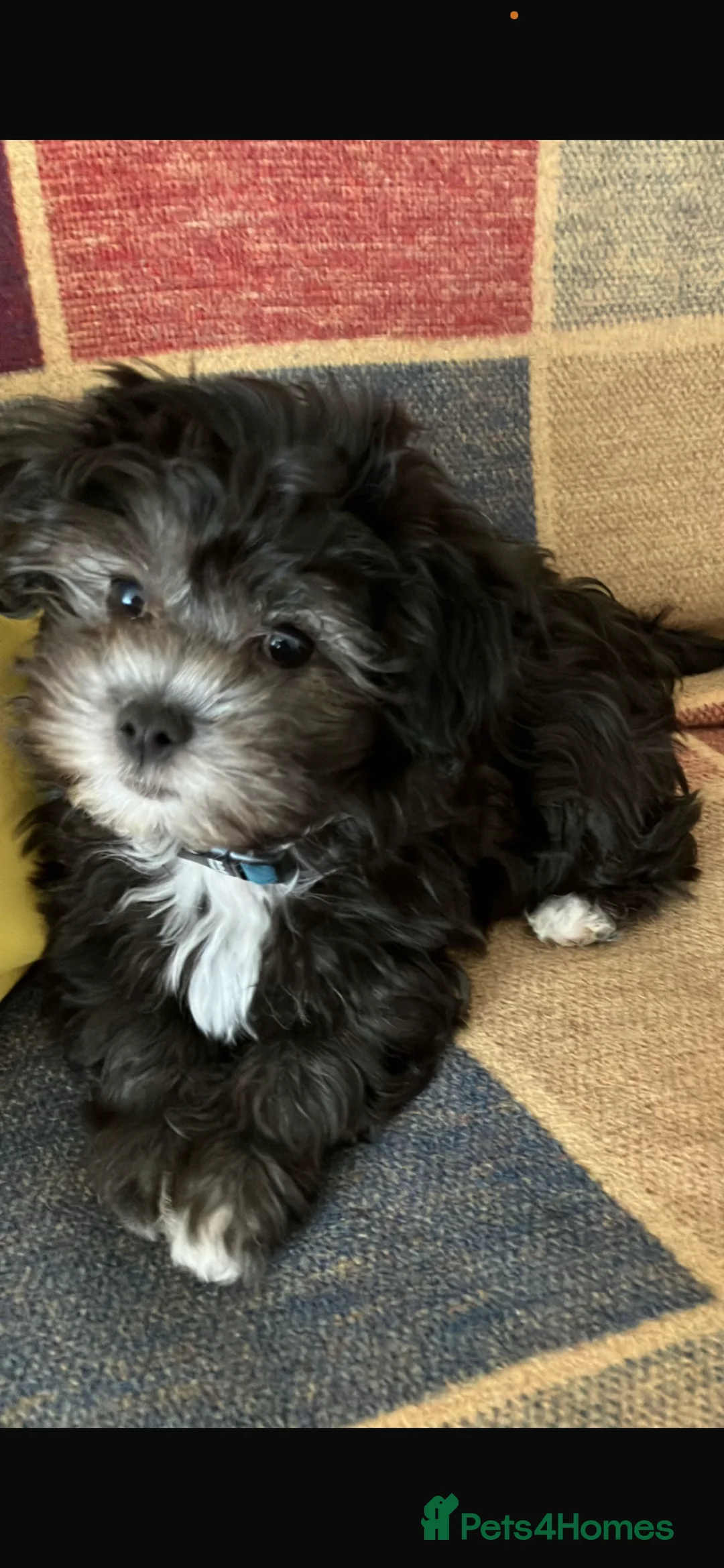 Mixed Breed dogs for sale: Male Puppy  13 weeks  - Advert 4