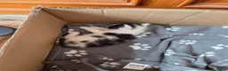 Maine Coon cats for sale: TICA REGISTERED STUNNING KITTENS  - Advert 19