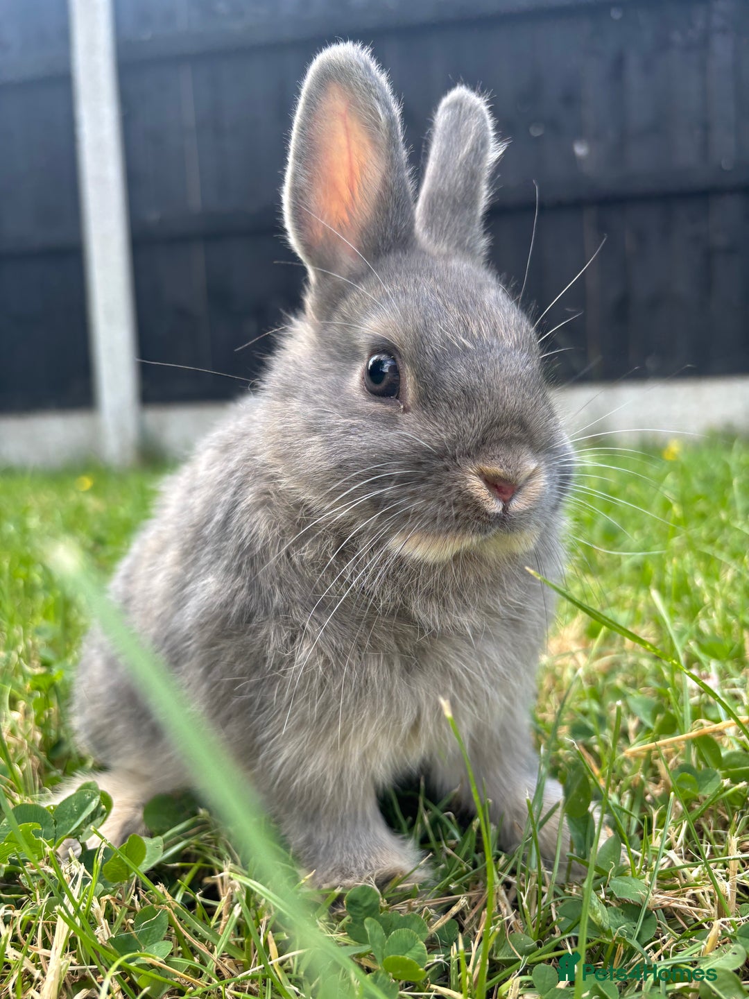 Netherland Dwarf rabbits for sale: BEAUTIFUL 9 WEEK OLD NETHERLAND DWARF BUNNIES  - Image 1