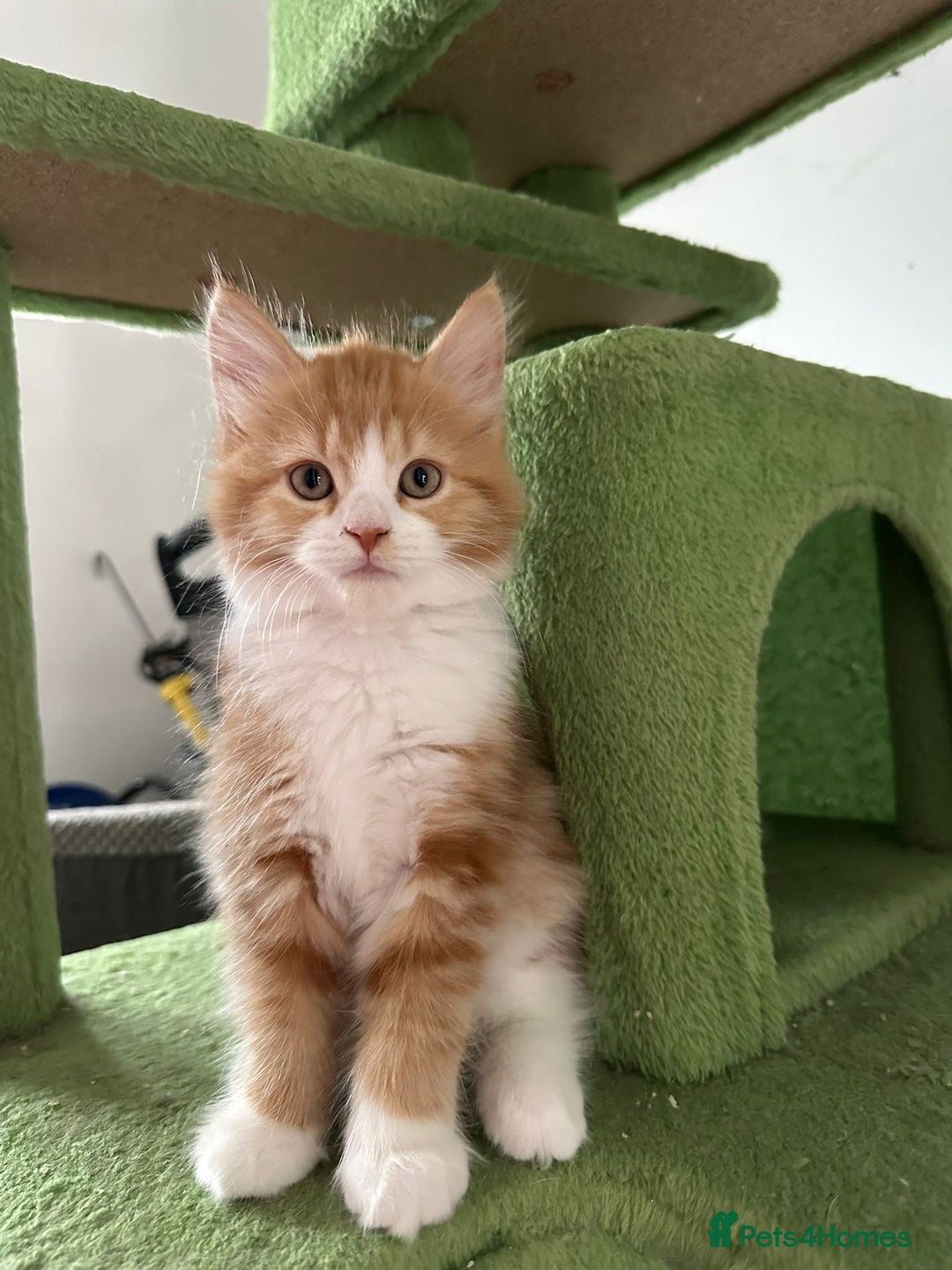 Maine Coon cats for sale: Stunning Kitten Mainecoon Girls - Image 23