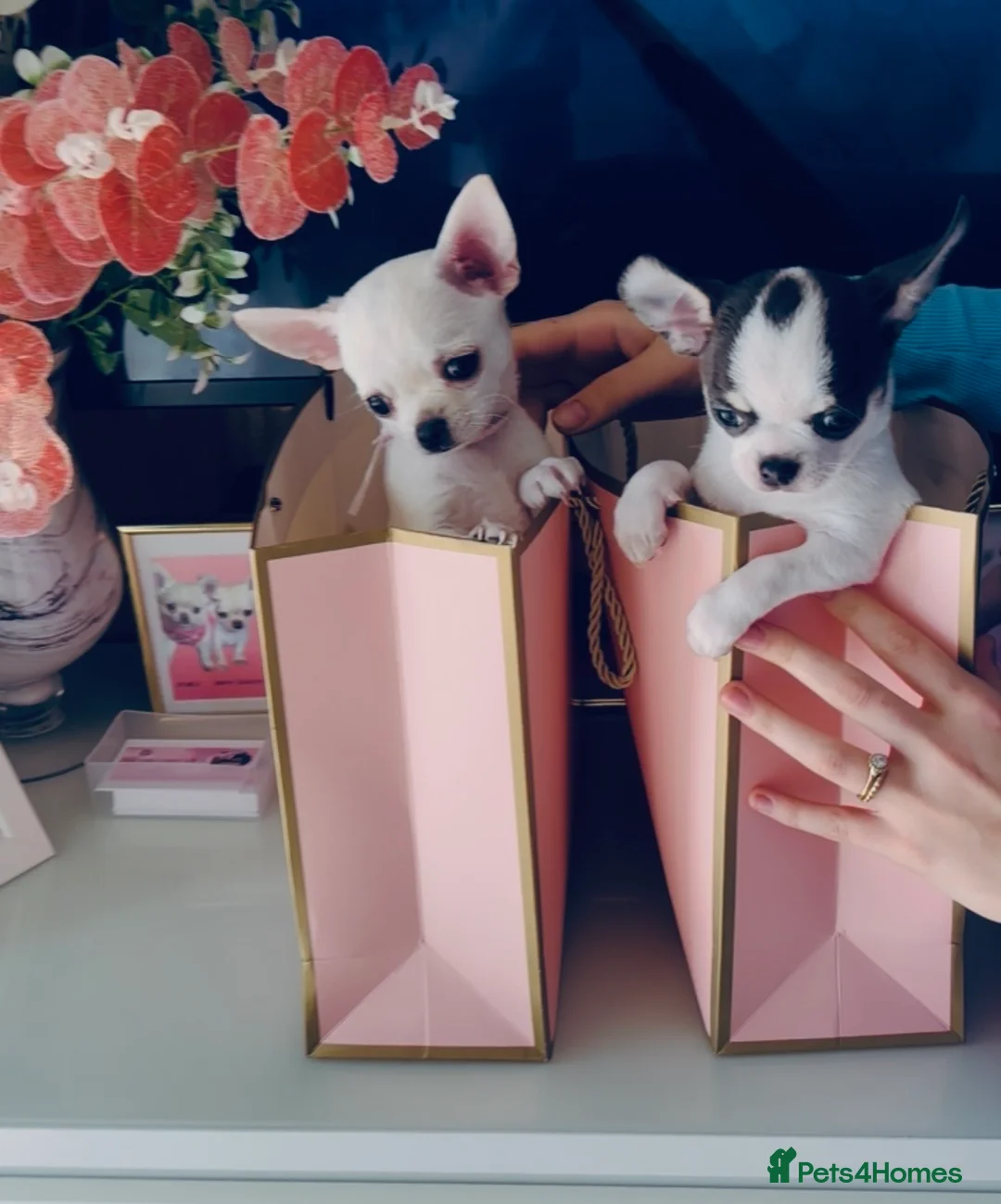 Chihuahua dogs for sale: Beautiful KC registered Chihuahua puppies - Advert 1