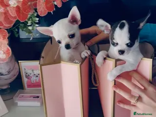 Chihuahua dogs Beautiful KC registered Chihuahua puppies - Advert 19