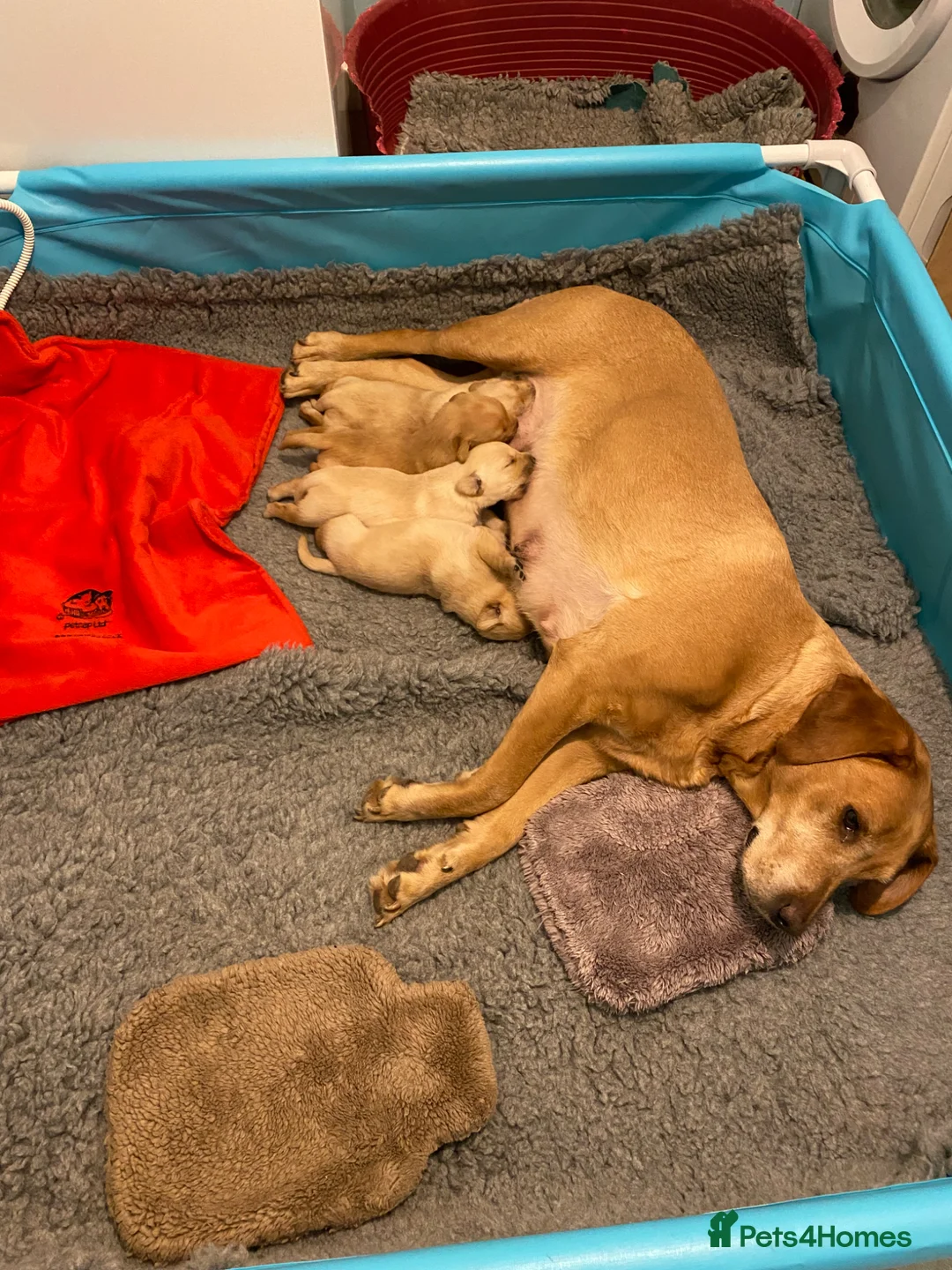 Labrador Retriever dogs for sale: Labrador pups from health tested parents  - Advert 2