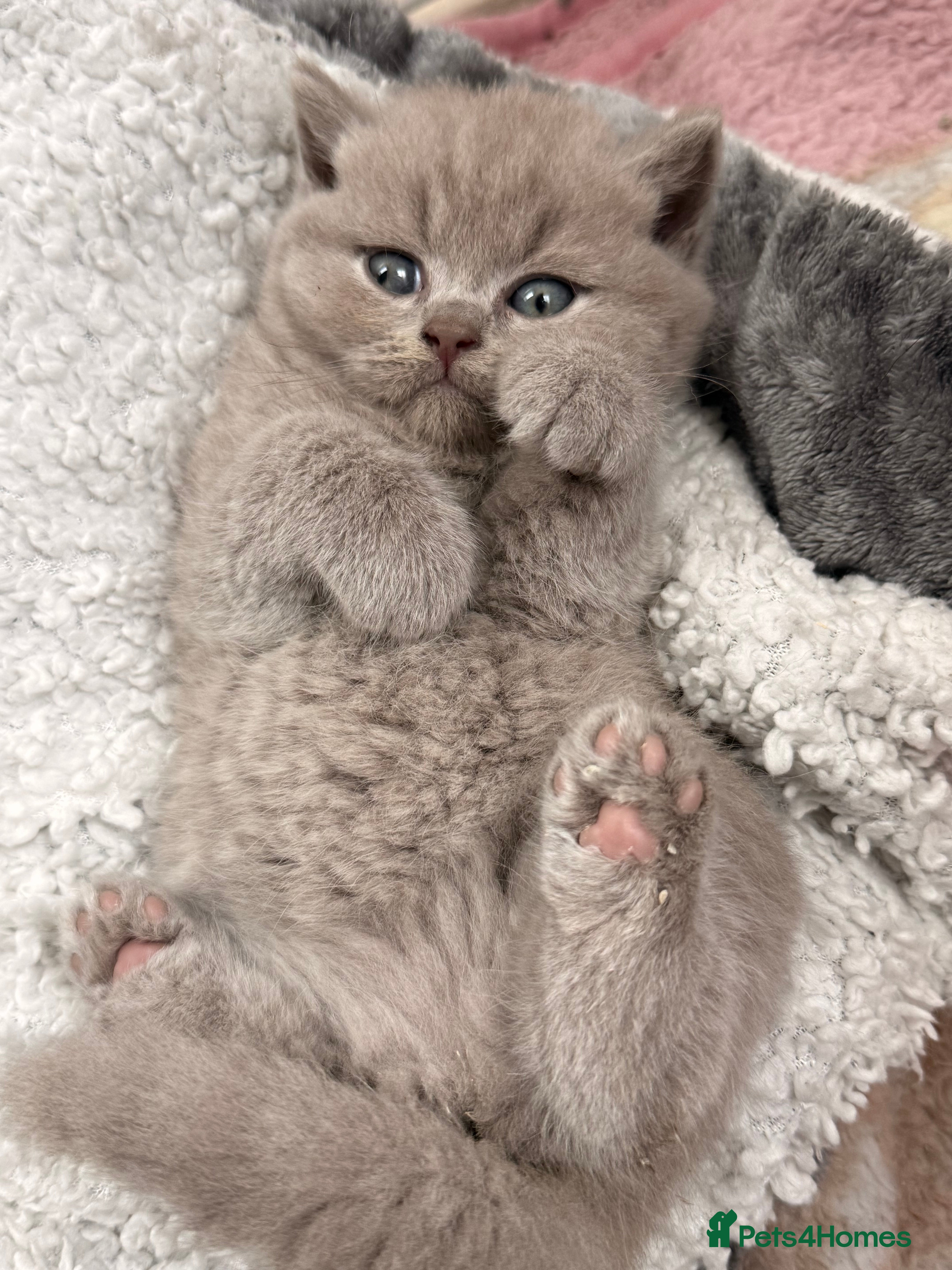 British Shorthair cats 💕🏅🏅CHAMP BLOOD BRITISH SHORT HAIR KITTENS🏅🏅💕 - Advert 2