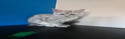 Maine Coon cats for sale: Ready Immediately. TICA 100% Maine Coon rare color - Advert 17