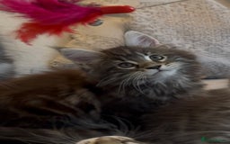 Maine Coon cats for sale: Outstanding pedigree kittens - Image 9