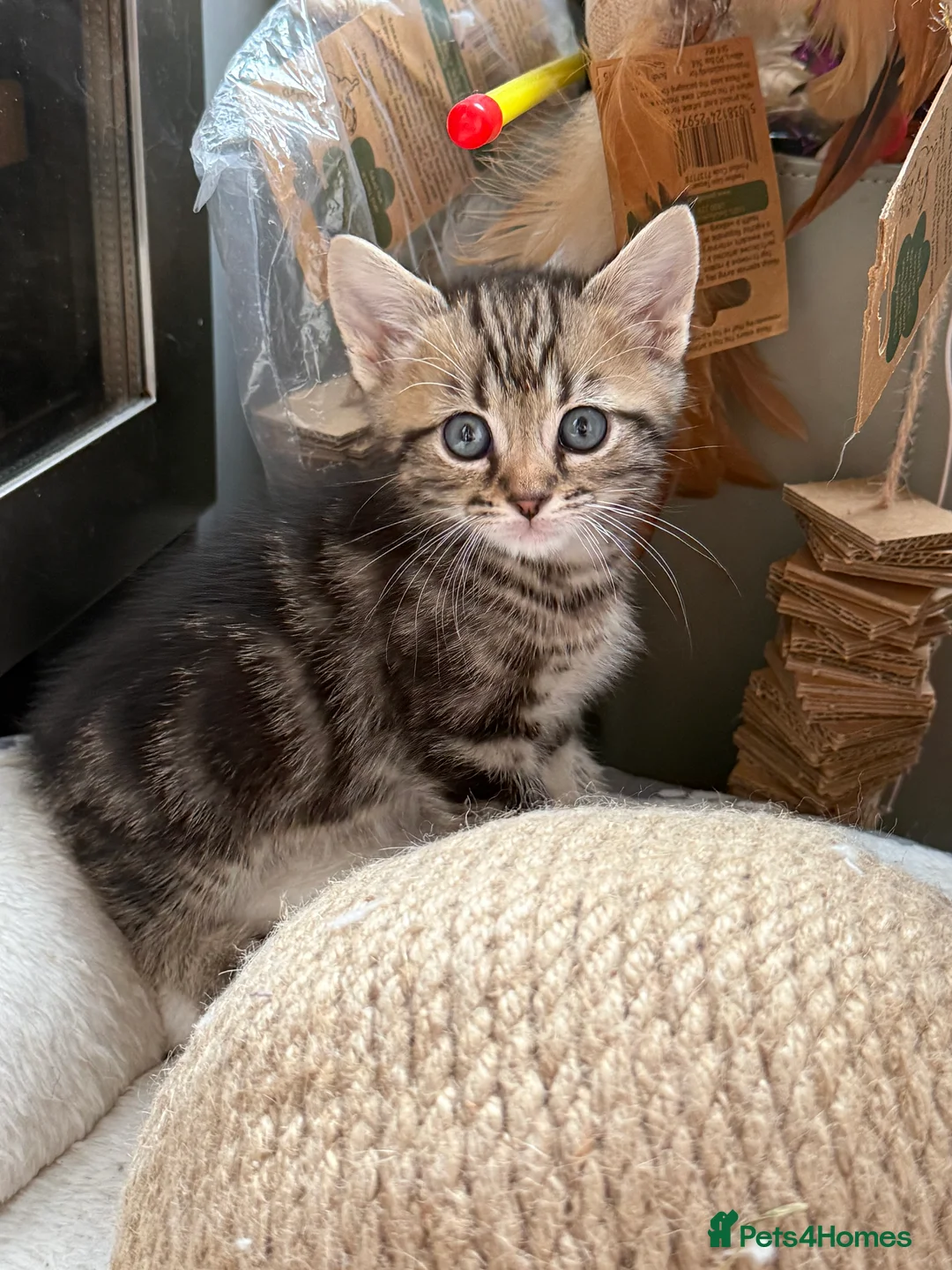 Mixed Breed cats for sale: Gorgeous kittens with stunning markings - Advert 39