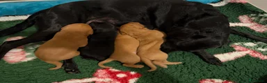 Labrador Retriever 2