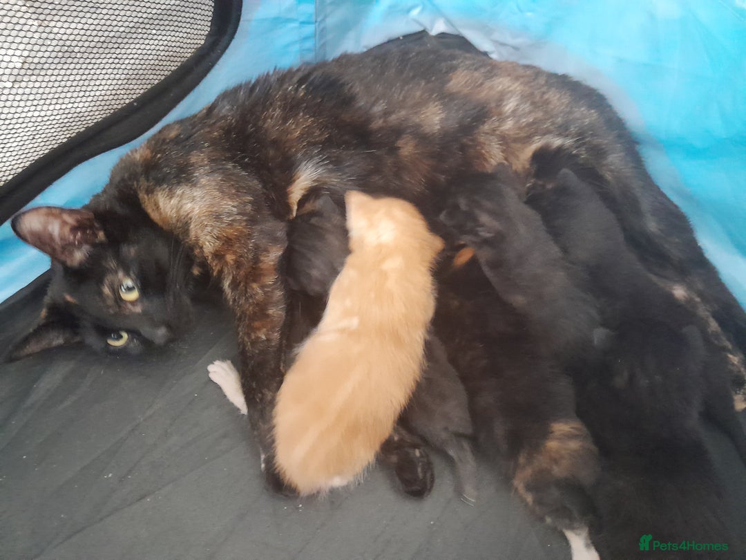 Mixed Breed cats for sale: 5 beautiful kittens - Image 1