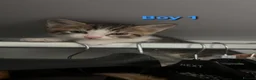 Mixed Breed cats for sale: 5 Lovely kittens looking for a home!! - Advert 24