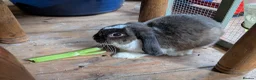 English Lop rabbits for sale: Lovely lop rabbits for sale in Melton Mowbray - Advert 1