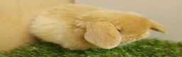 Mini Lop rabbits for sale: Vaccinated baby Mini Lops -with new vaccine Yurvac - Advert 6