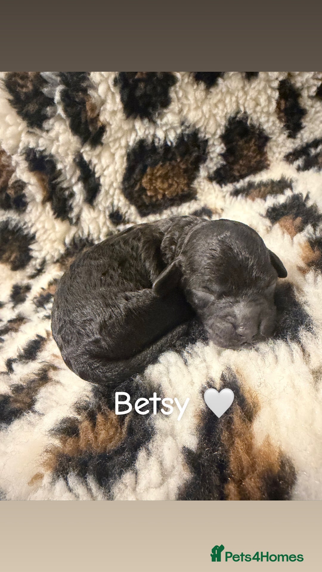 Cockapoo dogs for sale: 🌸Beautiful cockapoo puppies, ready 03 March🌸 - Advert 7