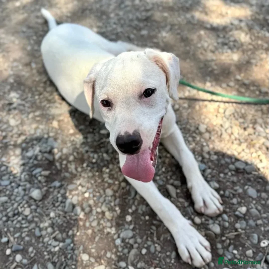 Mixed Breed dogs for adoption: Aspen (deaf but determined!) - Image 11