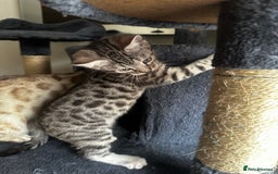 Bengal cats for sale: Stunning Silver & Charcoal Bengal Boys & Girls! - Image 1