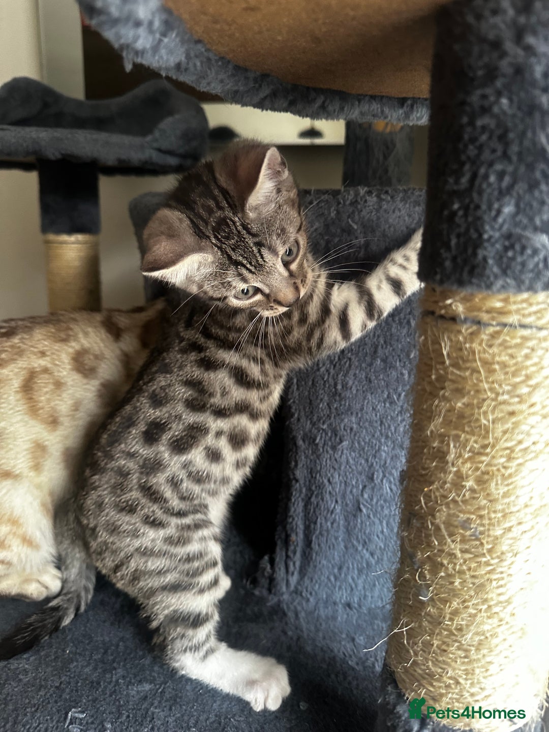Bengal cats for sale: Stunning Silver & Charcoal Bengal Boys & Girls! - Image 1