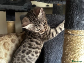 Bengal cats - Advert 10